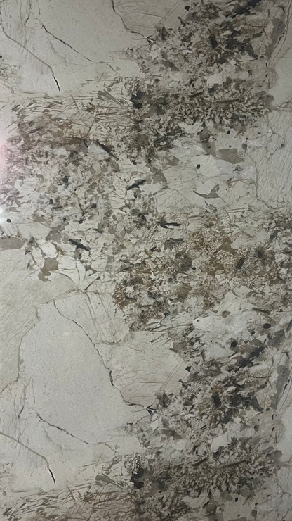 CALCATTA GOLD II, 2. jakost